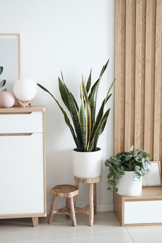 two plants elevated on stands by a dresser