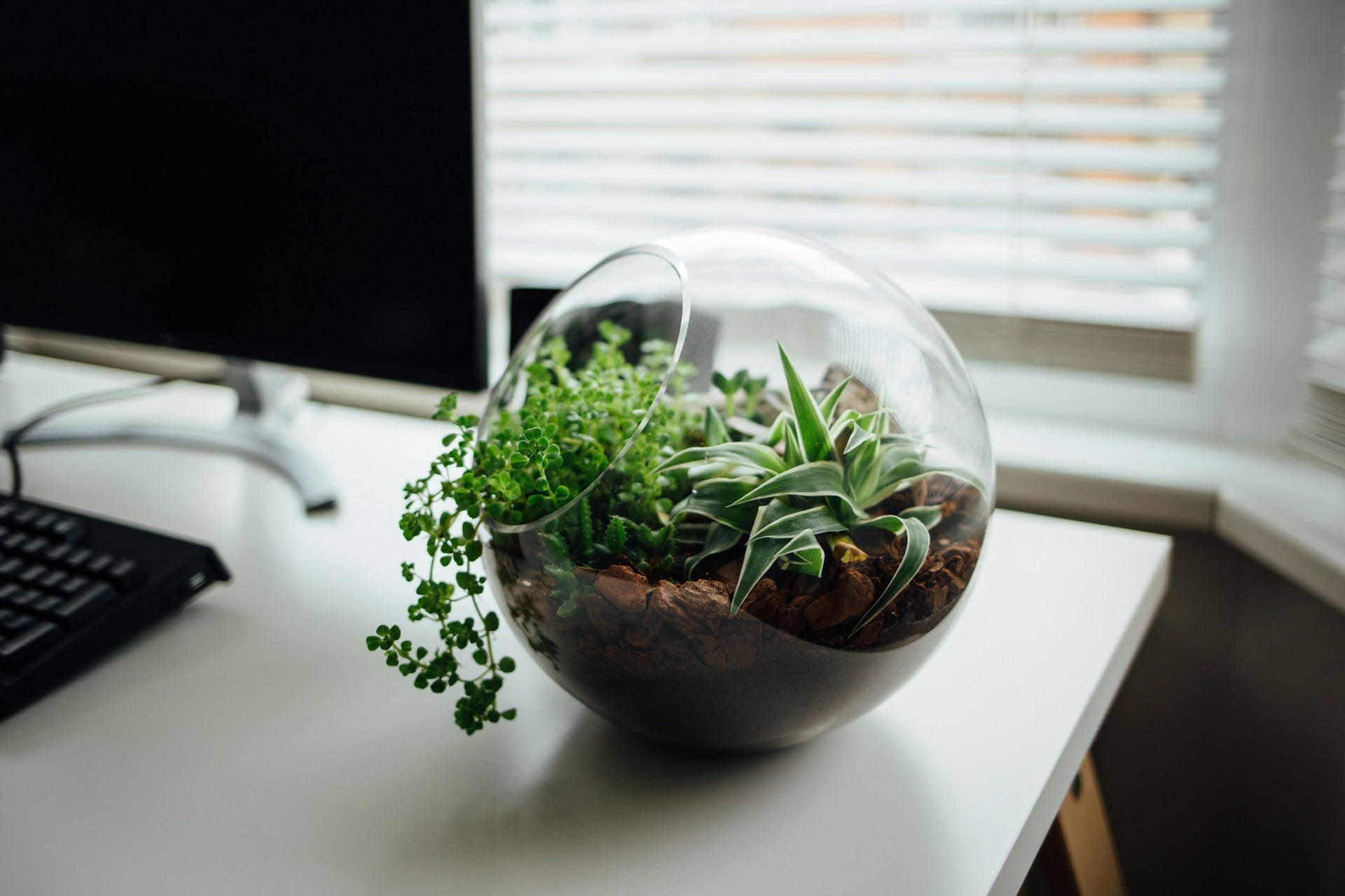 succulent in a glass bowl on an office desk